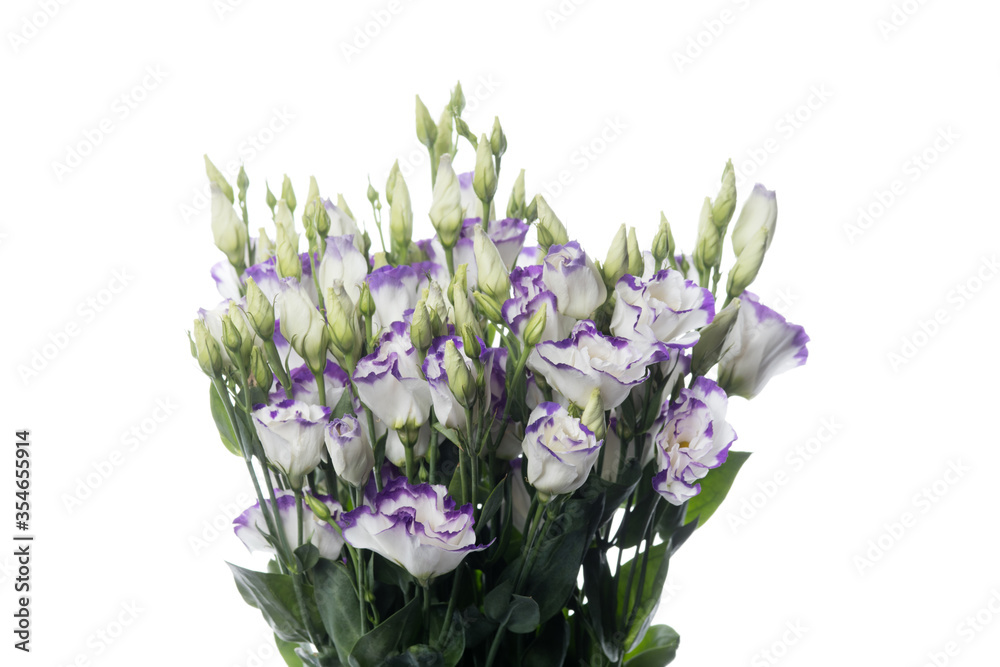 Eustoma excal blue pico. Close up beautiful flower isolated on white studio background. Design elements for cutting. Blooming, spring, summertime, tender leaves and petals. Copyspace.