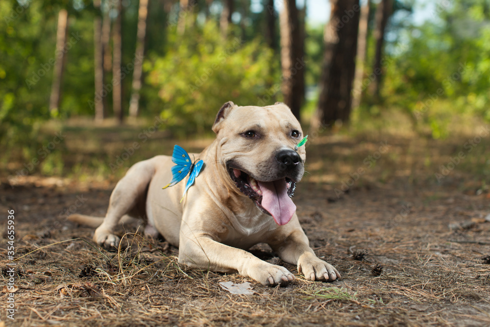 Colorful butterfly sitting on dog's nose in forest