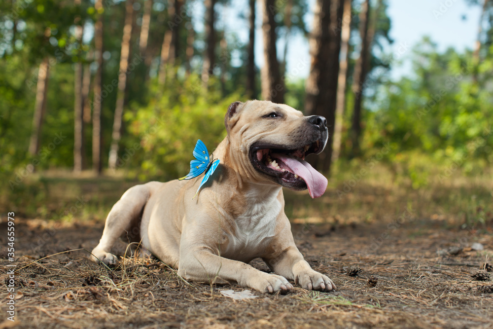 Colorful butterfly sitting on dog's nose in forest