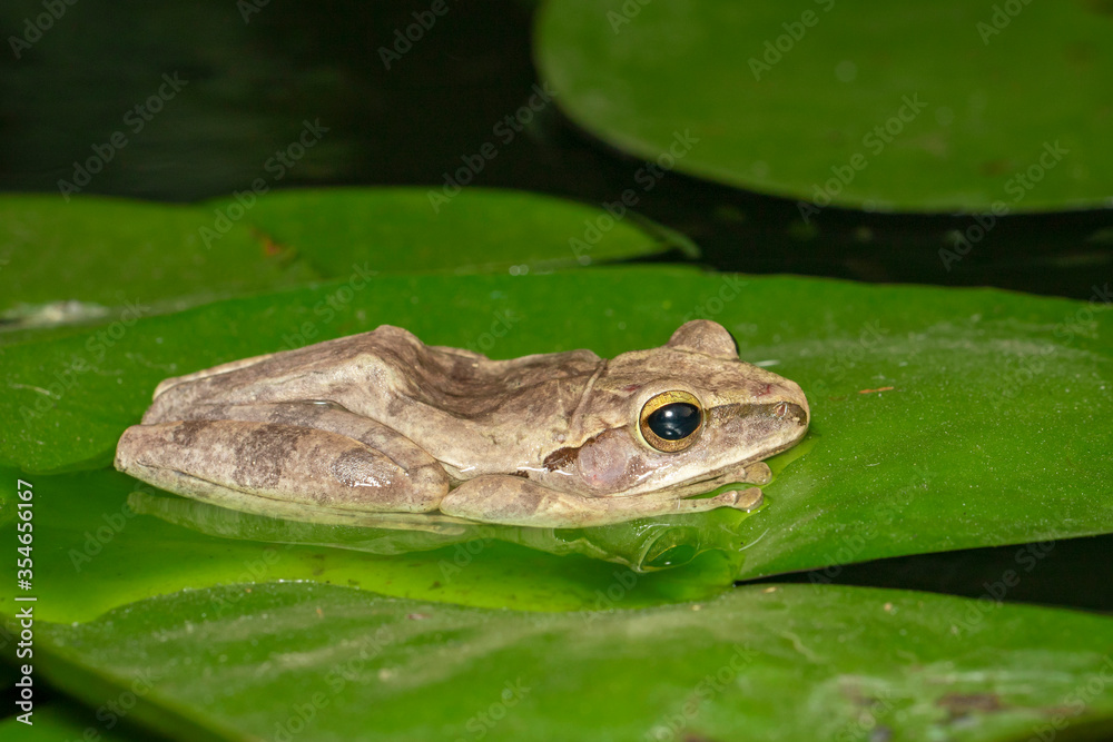 Image of Common tree frog, four-lined tree frog, golden tree frog, (Polypedates leucomystax) on the lotus leaf. Animal. Amphibians. Image of Common tree frog, four-lined tree frog, golden tree frog, (Polypedates leucomystax) on the lotus leaf. Animal. Amphibians.