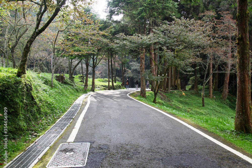 Obraz premium The walk way near the Alishan train station in Alishan nation park.