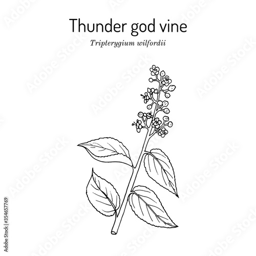 Thunder god vine Tripterygium wilfordii , medicinal plant