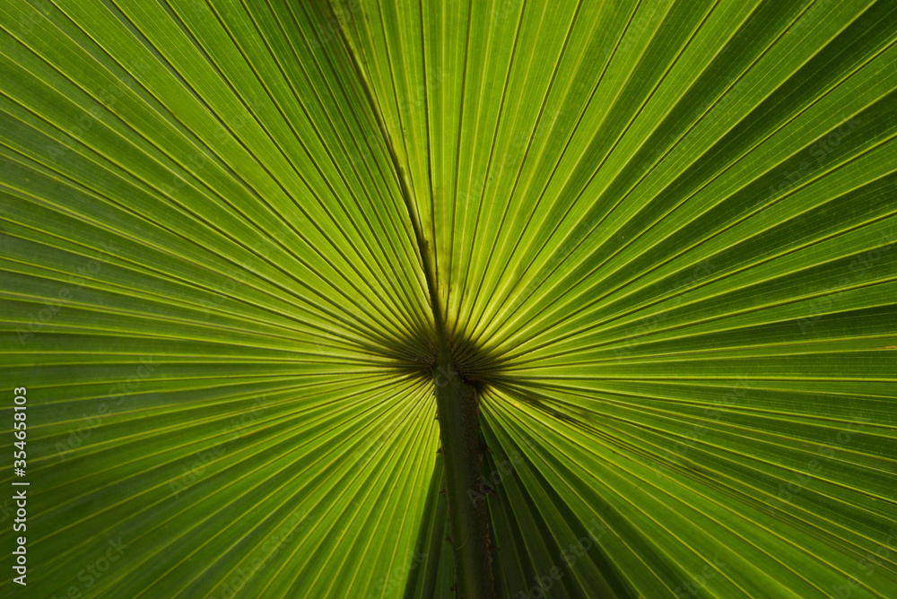 Fototapeta premium Back view texture of palm leaf