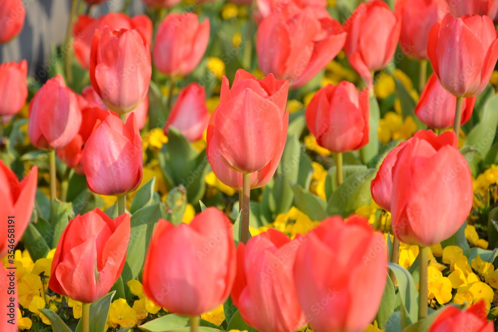 Tulips are ready to blossom in spring sunny day