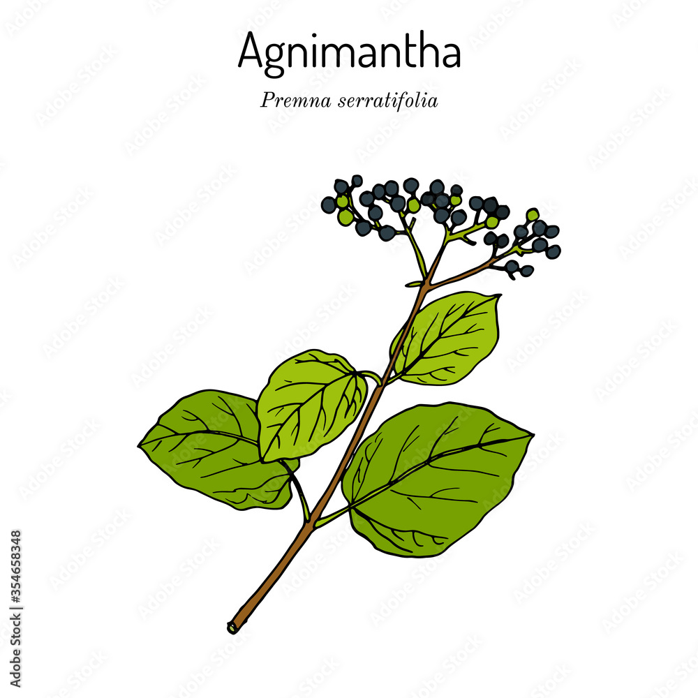Agnimantha Premna serratifolia , medicinal plant Stock Vector | Adobe Stock