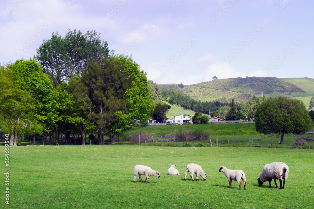 Flock of lambs and sheep in the pasture. Spring in New Zealand. Flock of lambs and sheep in the pasture. Spring in New Zealand.