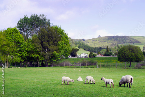 Flock of lambs and sheep in the pasture. Spring in New Zealand.