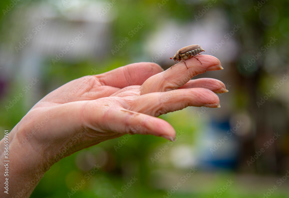 Obraz premium cockchafer on a female finger, soft green background.