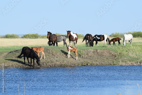 Domestic horse (Equus ferus caballus) - an animal from the horse family of the order ungulates, at a watering hole near a reservoir on a may day © ALEXANDR