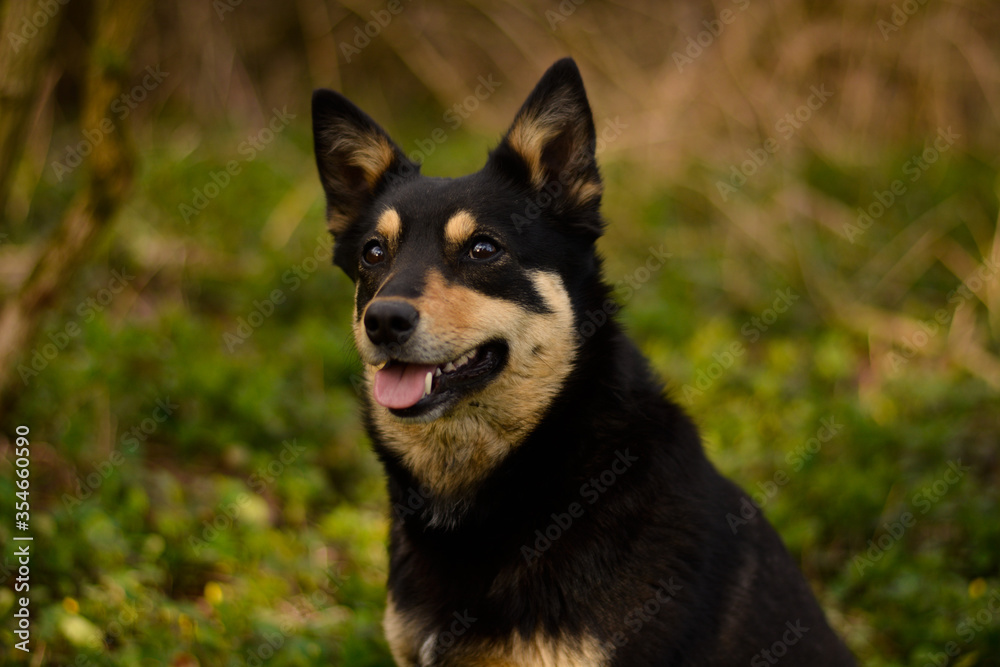 Beautiful young pure breed australian kelpie dog portrait in the forest, nature, morning, green, black and tan working breed