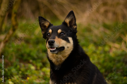 Beautiful young pure breed australian kelpie dog portrait in the forest  nature  morning  smile  green  black and tan working breed