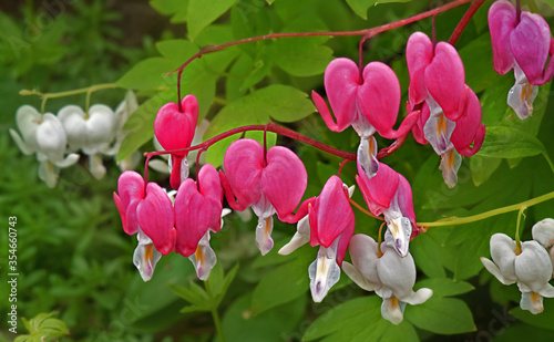 Bleeding heart flowers, pink dicentra spectabilis plants, beautiful spring floral. photo