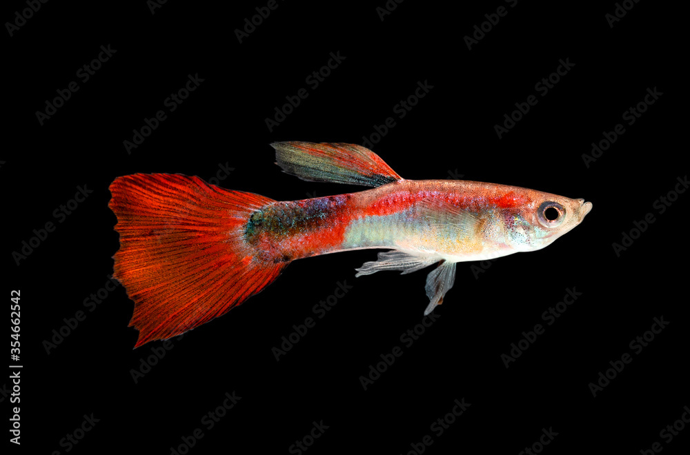 Guppy fish on black background Guppy fish on black background