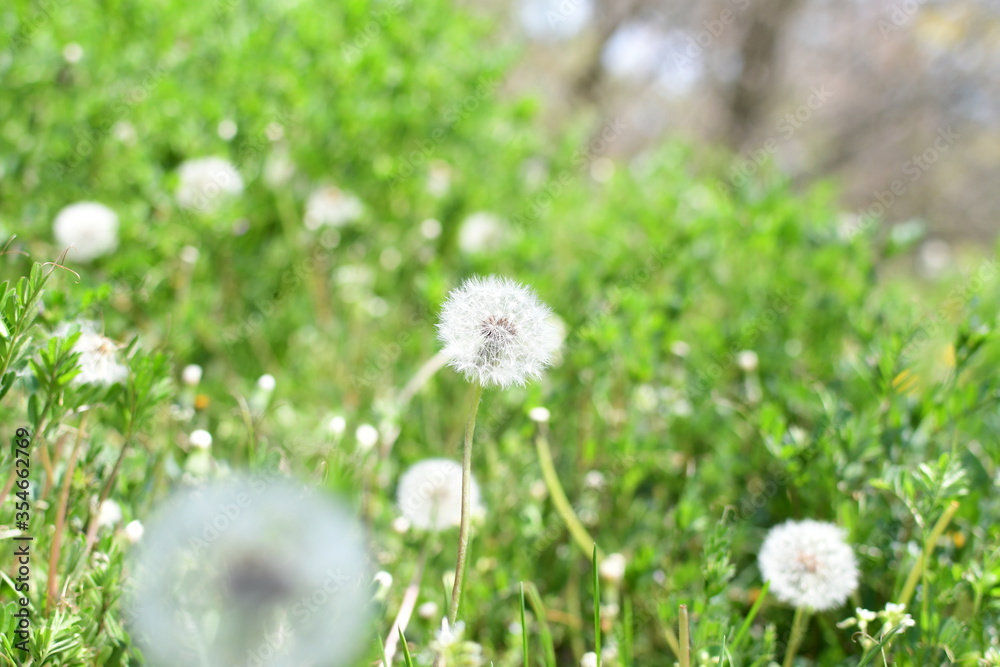 dandelion in grass