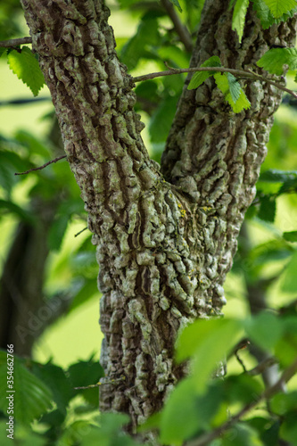 Arbre de printemps