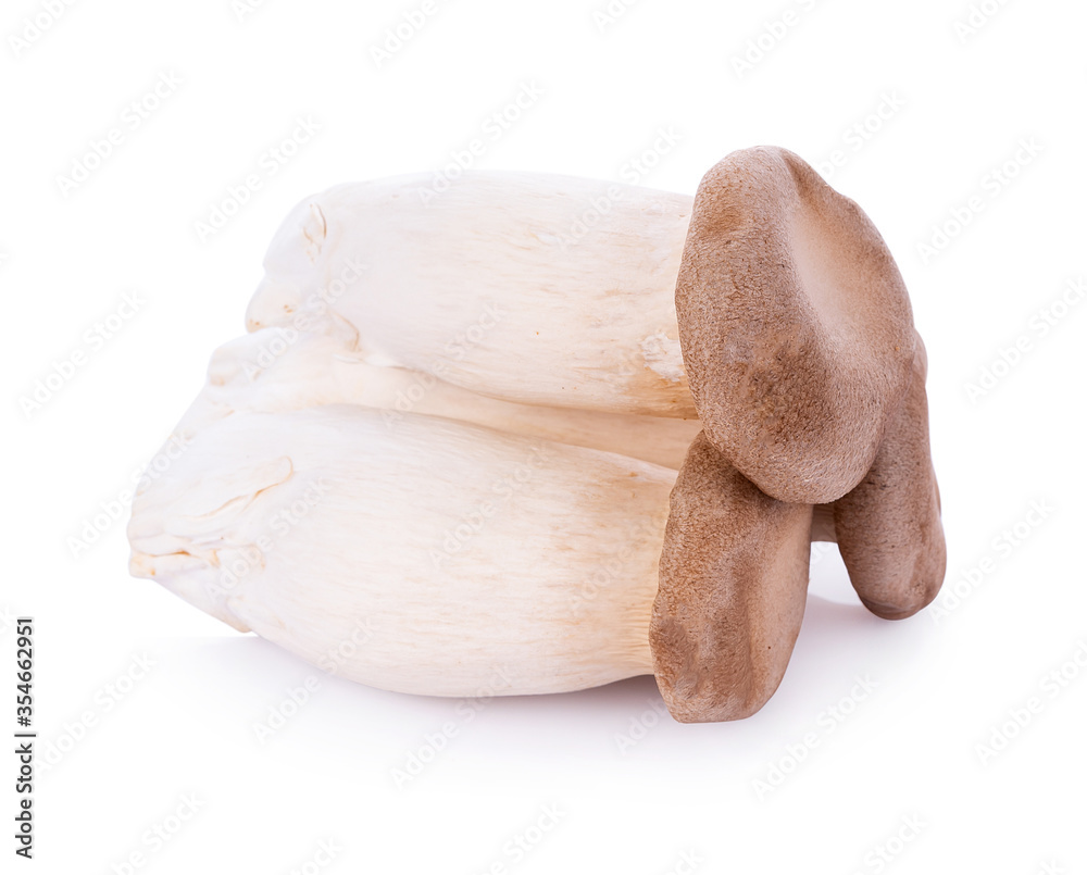 Fototapeta premium King oyster mushroom Pleurotus eryngii on white background