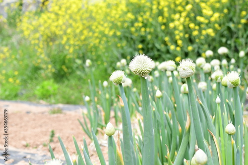 a green onion flower