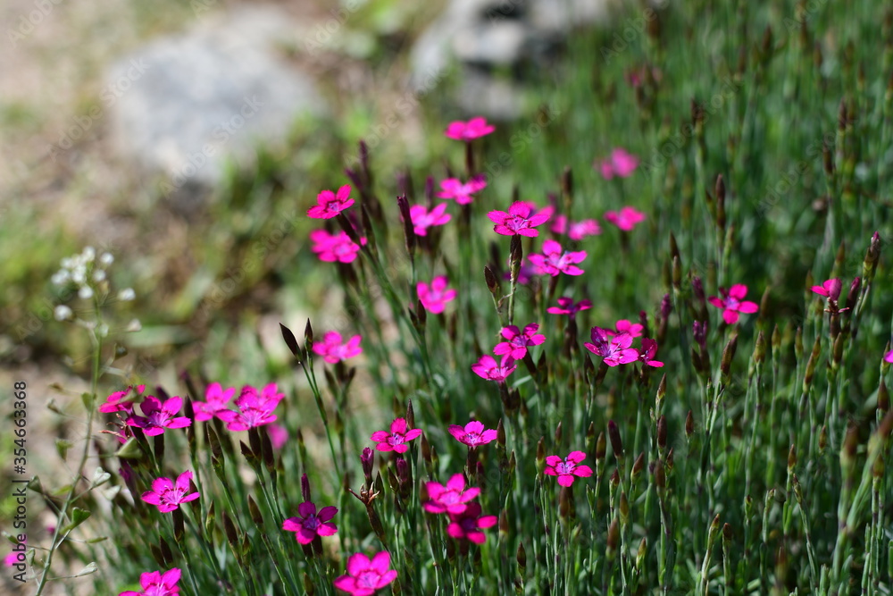 pink flowers in the field