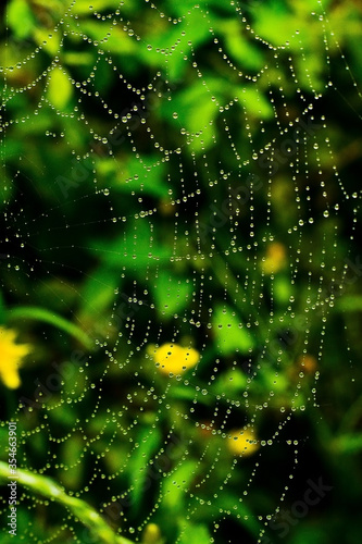 Water drops on a spiderweb