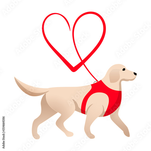 Cute labrador and red heart leash isolated on white background.