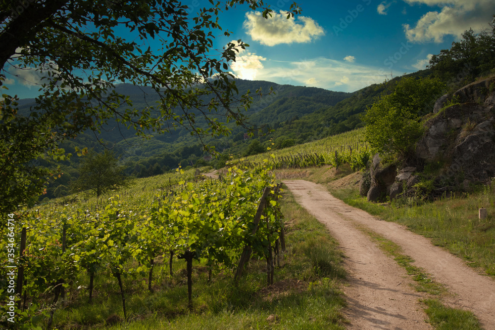 Naklejka premium Auf dem Kandelberg bei Andlau im Elsass