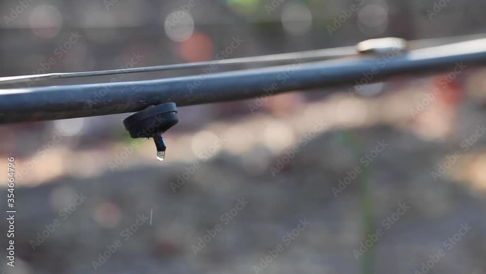 Tight shot of a vineyard drip irrigation system highlights agricultural water usage issues