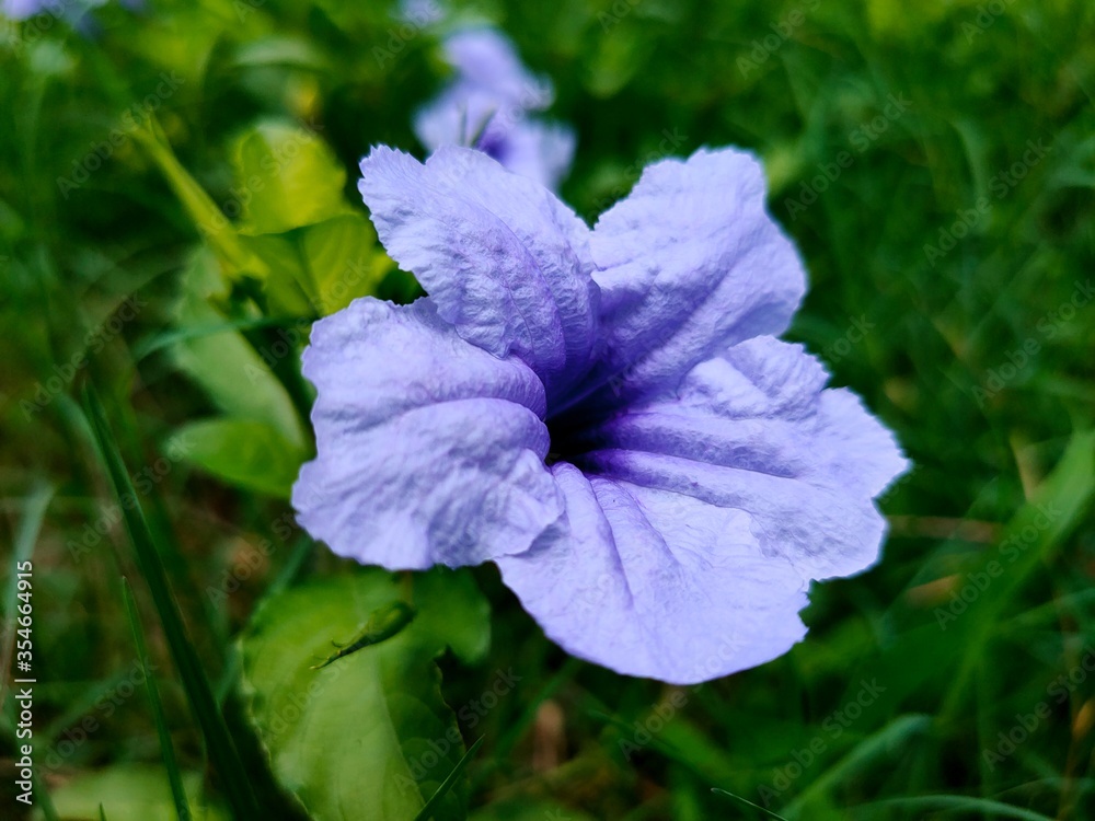blue flowers in the garden blue flowers in the garden