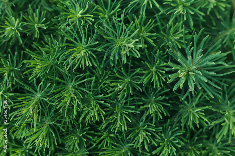 Spring greens. Vegetable green background. Euphorbia cyparissias Spring greens. Vegetable green background. Euphorbia cyparissias