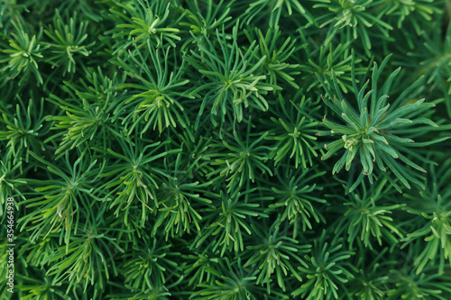 Spring greens. Vegetable green background. Euphorbia cyparissias