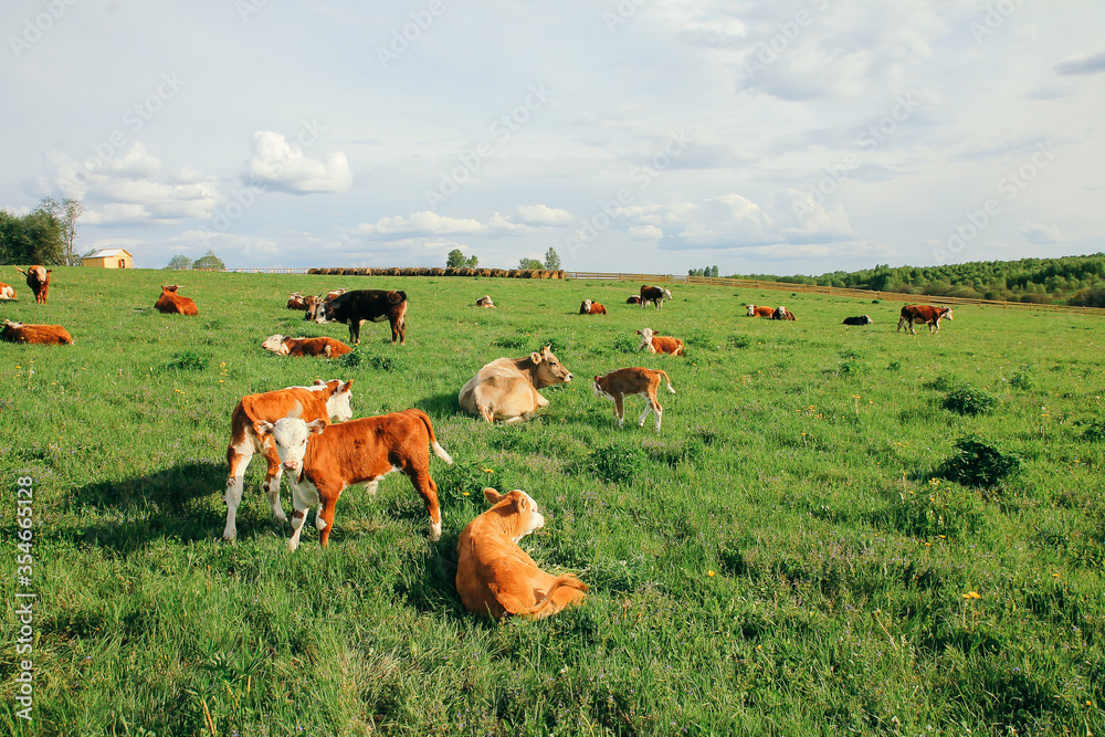 Fototapeta premium small calf and a cow graze on a green meadow in summer