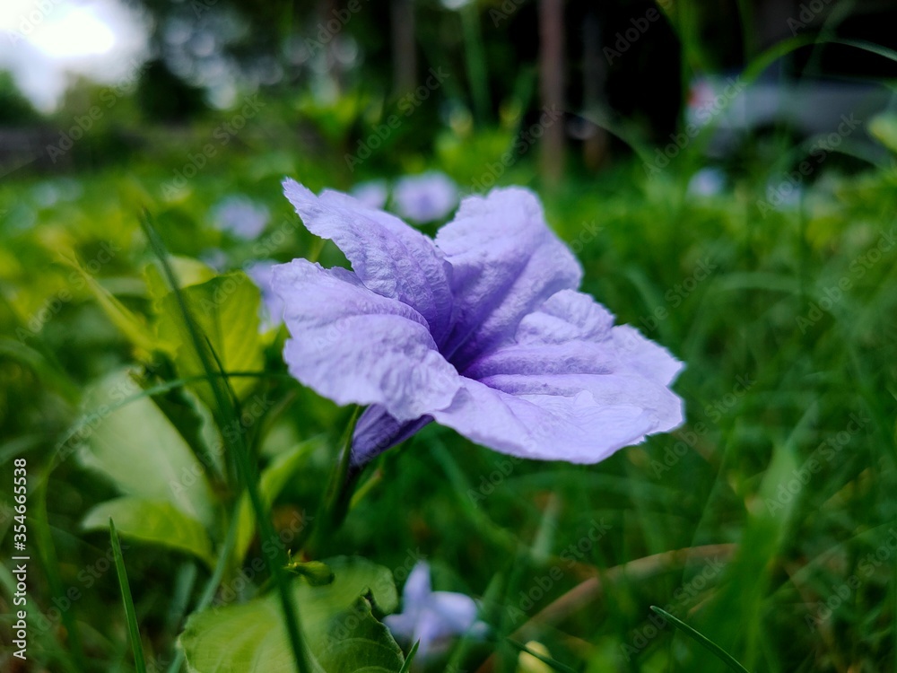 purple flowers in the garden purple flowers in the garden