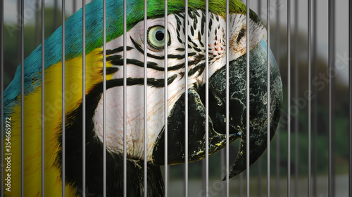 Canvas Print Wildlife trafficking concept