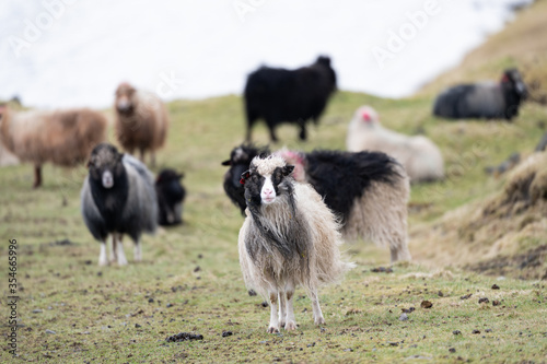 Curious Faroese sheep over the endless grassland of Faroe Islands. 