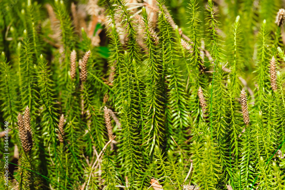 Green moss macro photography, forest floor nature background. Green plants close up wallpaper background. Lichen pattern forest floor, green moss macro texture for design, backdrop, lettering.