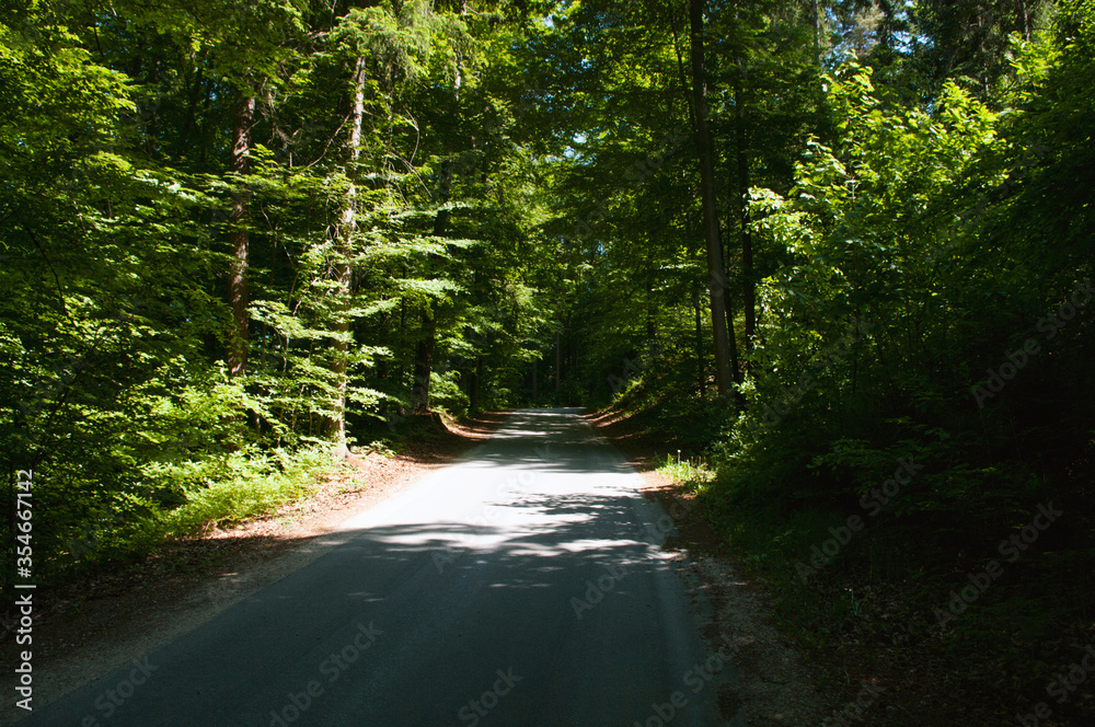 Deep forest trees, asphalt road goes through Deep forest trees, asphalt road goes through
