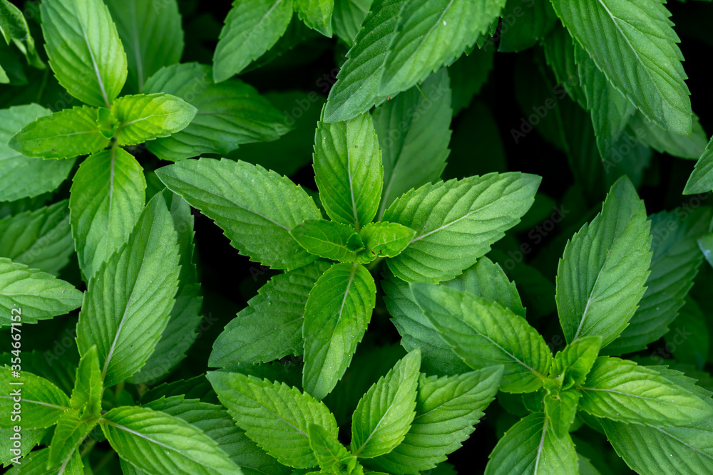 Fresh mint plant vegetable in garden Fresh mint plant vegetable in garden