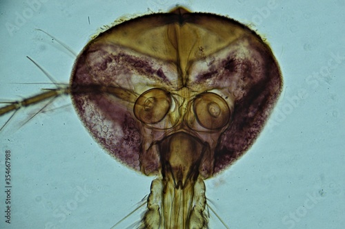 Mosquito Female Mouth under microscope