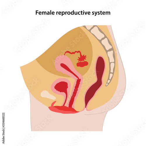 Female reproductive system. Sagittal section. Medical vector illustration in flat style on white background.