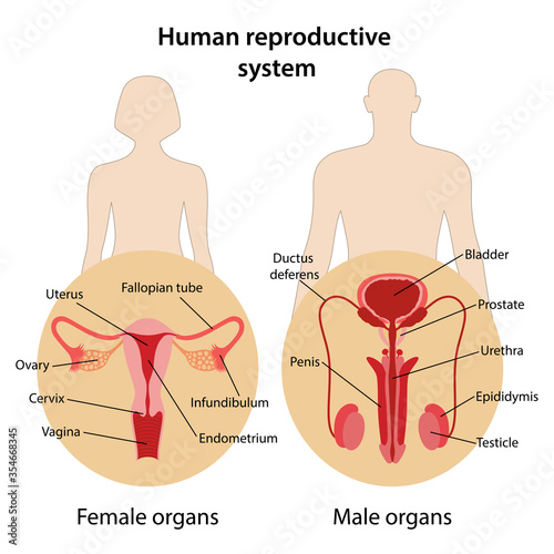 Male and female reproductive system with main parts labeled. Anterior view. Medical vector illustration in flat style on white background.