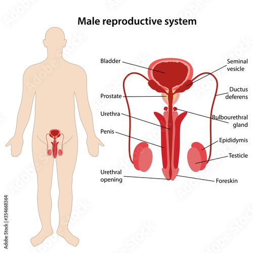Male reproductive system with main parts labeled. The location of the reproductive system in the male body. Medical vector illustration in flat style on white background.