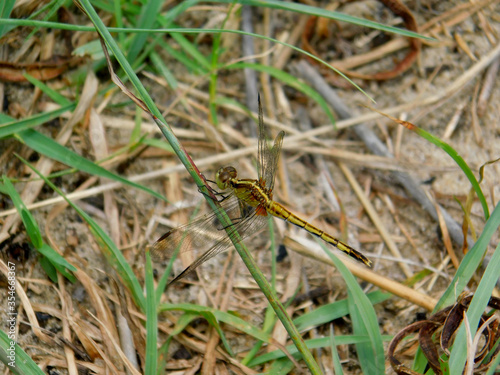 dragonfly on the grass