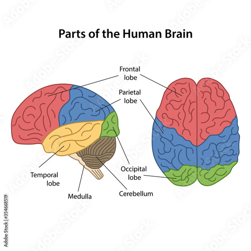 Main areas of the Cerebral Cortex with labeled. Lateral view and from above view. Color diagram. Vector illustration in flat style isolated on white background.