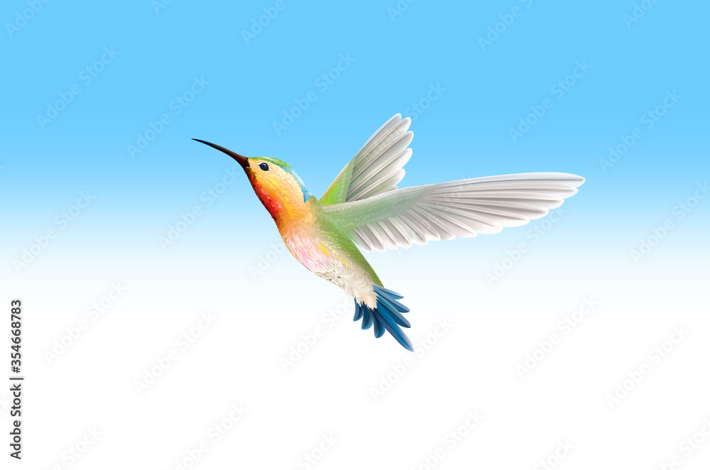 Obraz premium hummingbird in flight