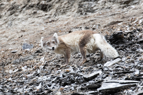 A moulting Arctic fox  on Spitsbergen in the Arctic