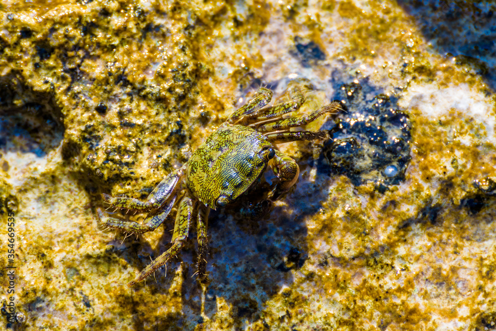 A small stone crab on a rock half immersed in sea water.