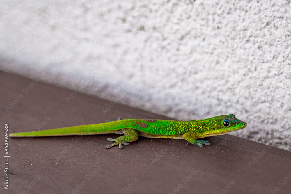 Fototapeta premium Gecko