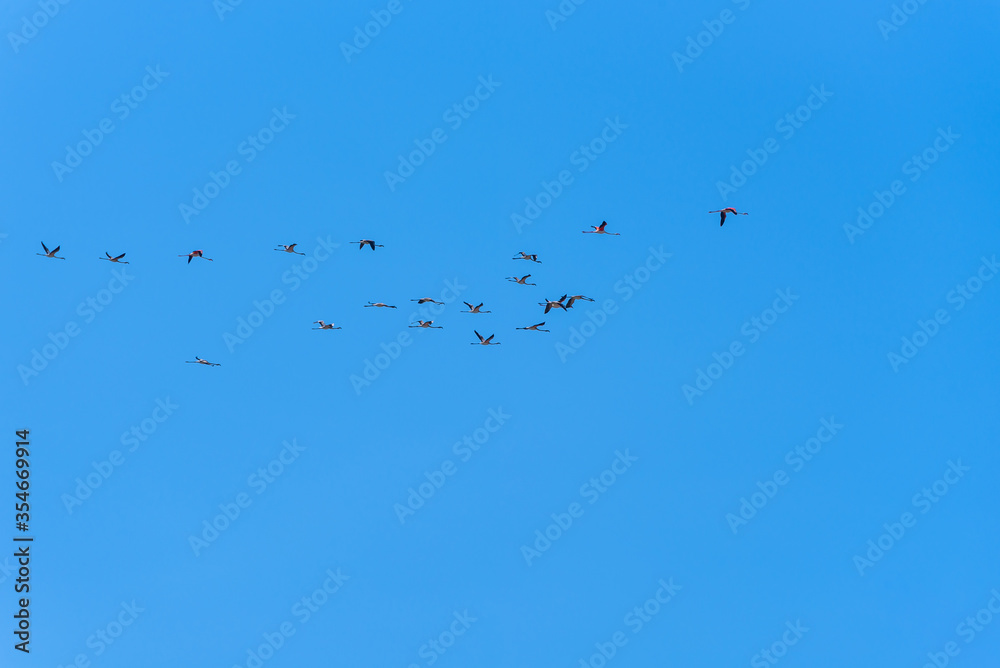 Flock of Flamingos in flight in the natural reserve of Vendicari in Sicily, Italy. Group of pink Flamingos fly against clear blue sky background.
