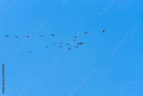 Flock of Flamingos in flight in the natural reserve of Vendicari in Sicily, Italy. Group of pink Flamingos fly against clear blue sky background.