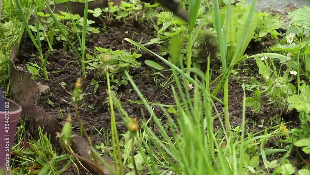 weeding the raised beds in the garden. care for flowers and strawberries. cleaning of weeds and grass weeding the raised beds in the garden. care for flowers and strawberries. cleaning of weeds and grass
