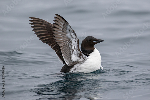 A Brunnich's Guillemot (Thick-billed murre), floating on the sea in the Arctic